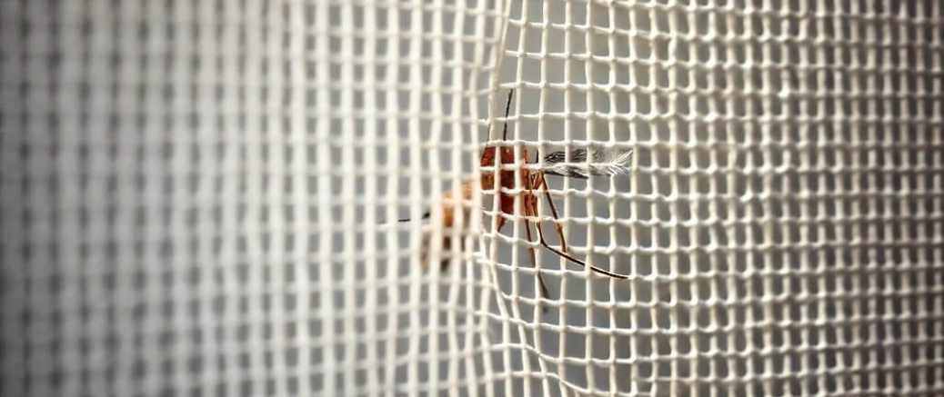 Mosquiteras: Tipos y Consejos para Elegir la Mejor Opción